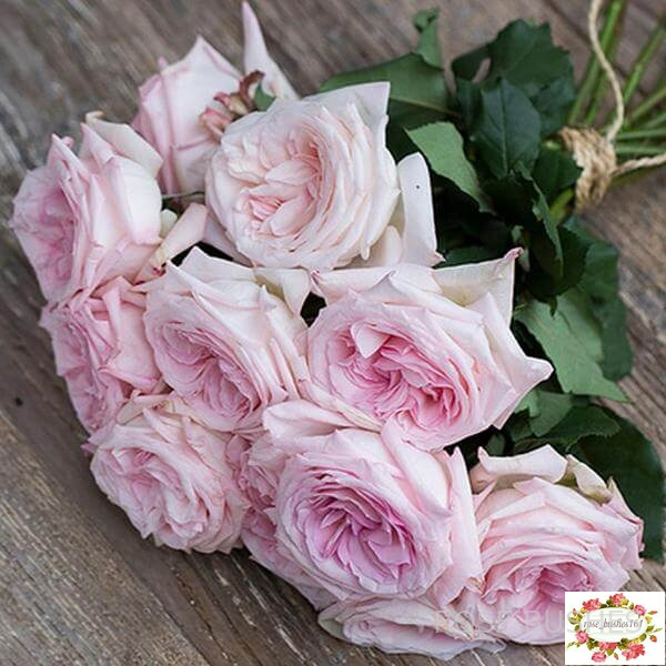 ���� �'����. Pink OHara (��, ������)