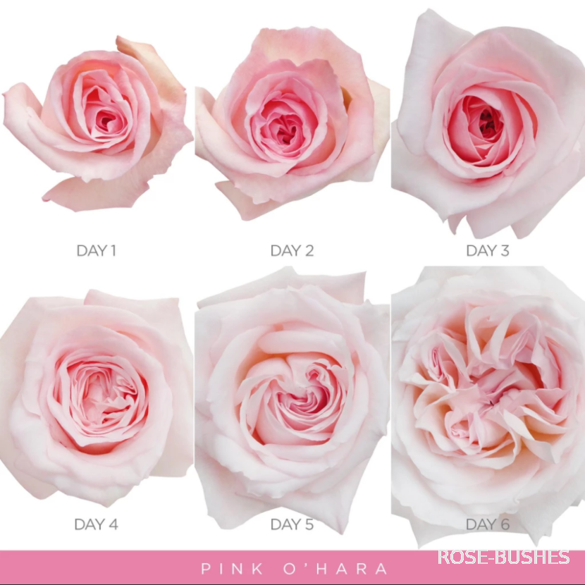 ���� �'����. Pink OHara (��, ������)