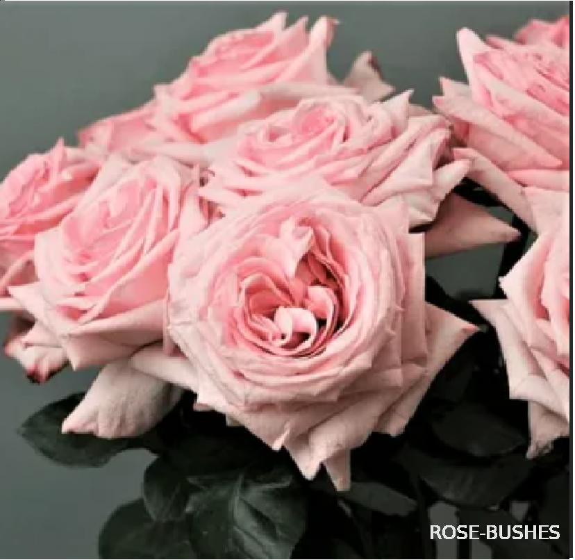 ���� �'����. Pink OHara (��, ������)