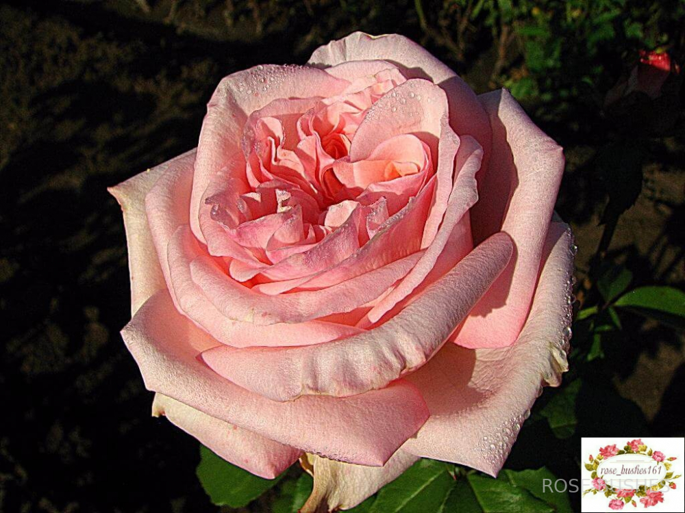 ���� �'����. Pink OHara (��, ������)