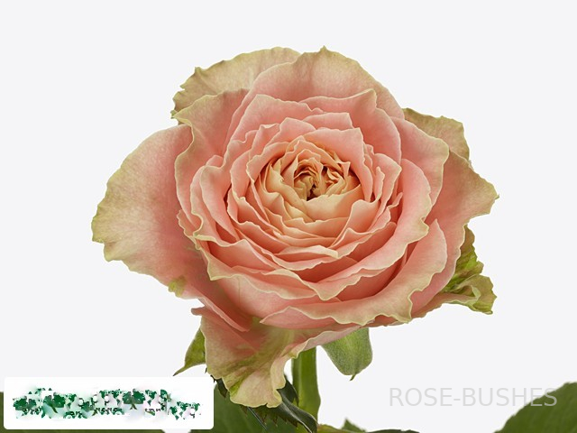 ������ ������ �����. Country Spirit Louise. (��, ���������)