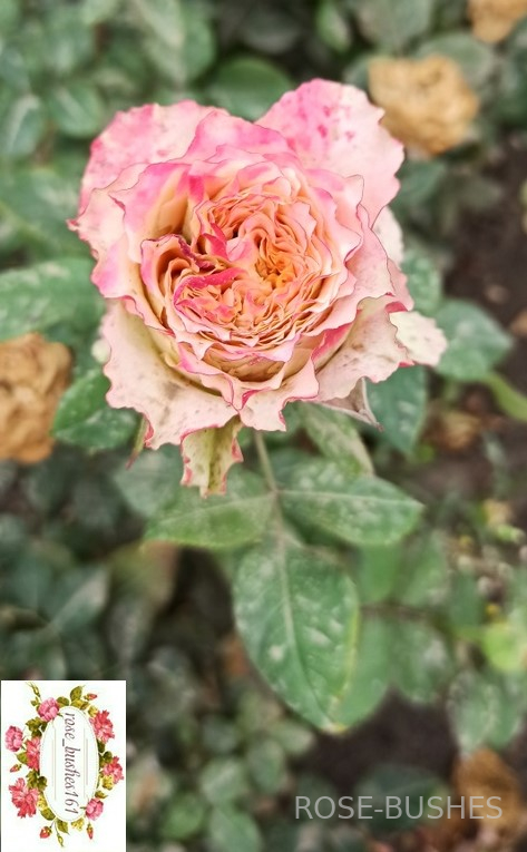 ������ ������ �����. Country Spirit Louise. (��, ���������)