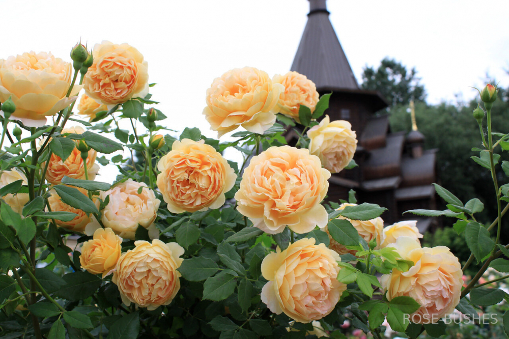 ������ ����������. Golden Celebration (����.����) 