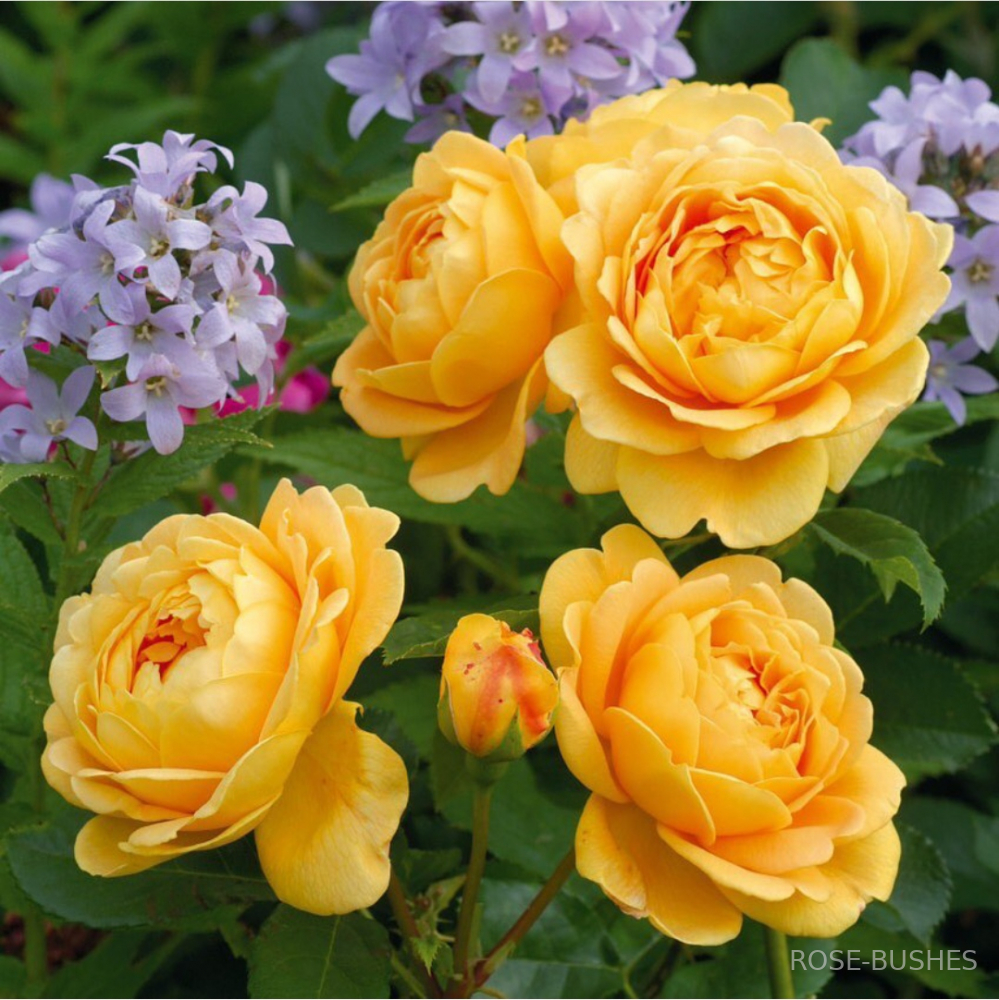 ������ ����������. Golden Celebration (����.����) 