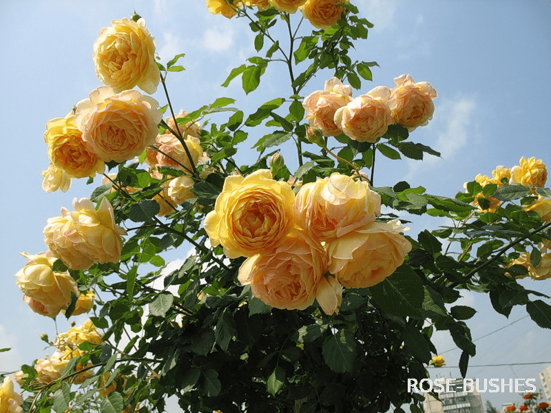 ������ ����������. Golden Celebration (����.����) 