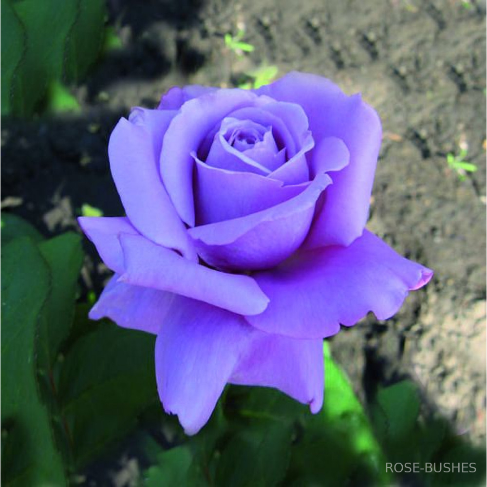 ������� ���. Blue Nile. (��)