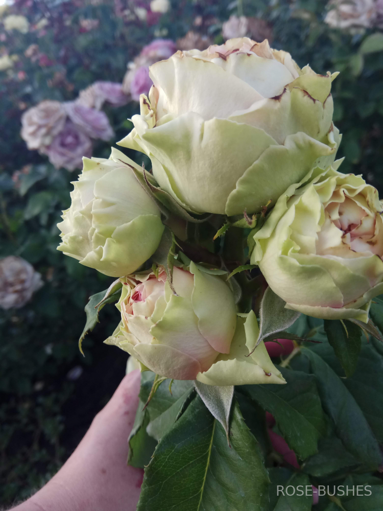 ��������. Pitahaya. (��)