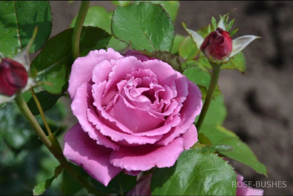 ���� �������. Claude Brasseur. (��)