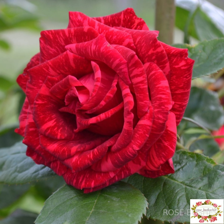 ��� �������. Red Intuition (��)