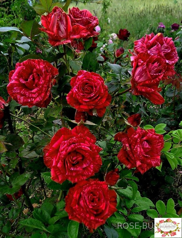 ��� �������. Red Intuition (��)