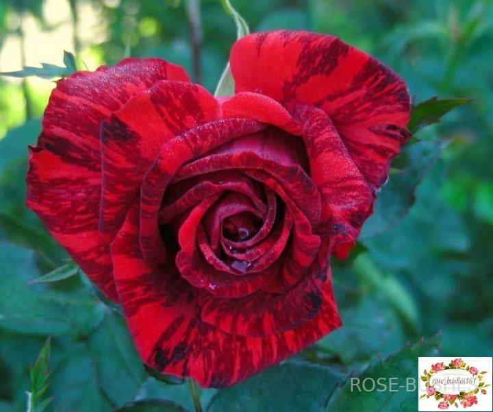 ��� �������. Red Intuition (��)