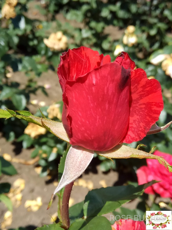 ��� �������. Red Intuition (��)