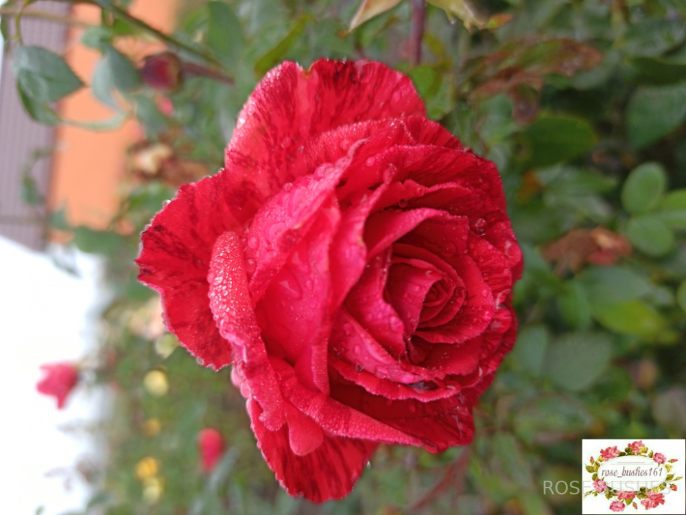 ��� �������. Red Intuition (��)
