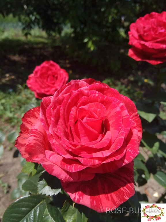 ��� �������. Red Intuition (��)