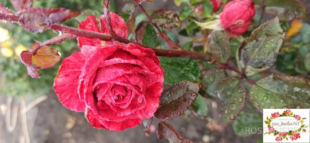 ��� �������. Red Intuition (��)
