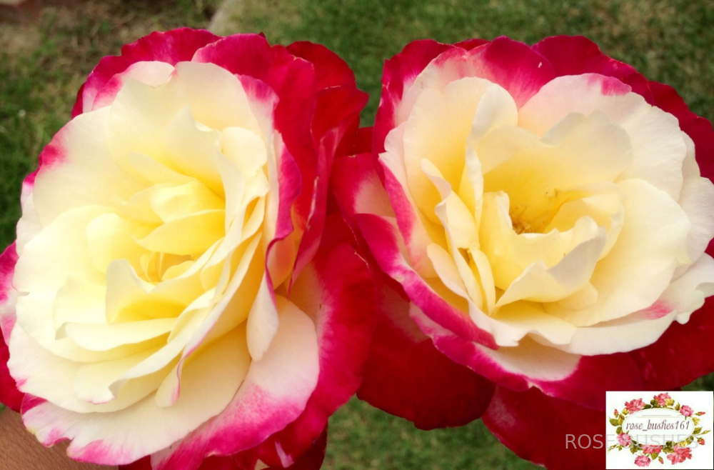 ������� ������������. Double Delight. (��)