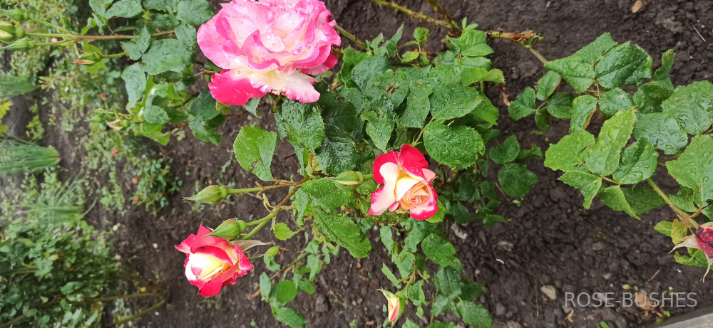 ������� ������������. Double Delight. (��)