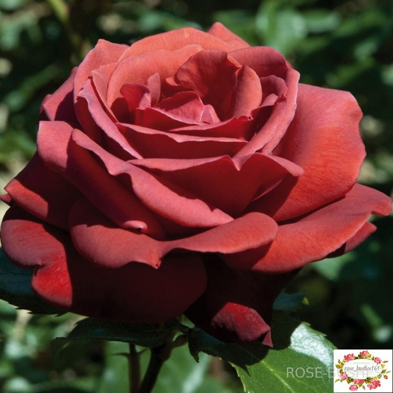 ���������. Terracotta (��) 