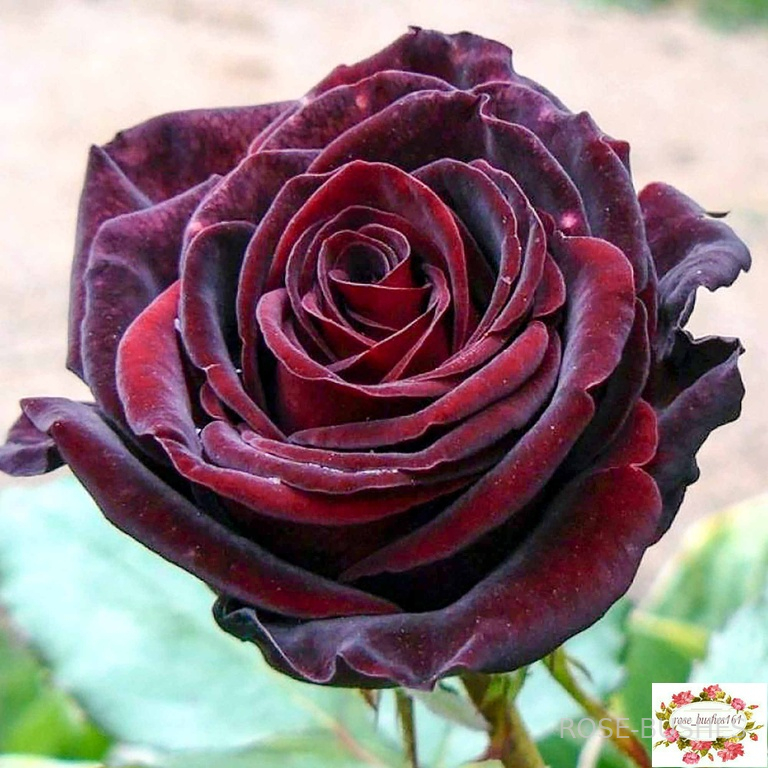 ׸���� ����� Black Magic (��)