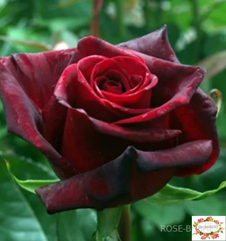 ׸���� ����� Black Magic (��)