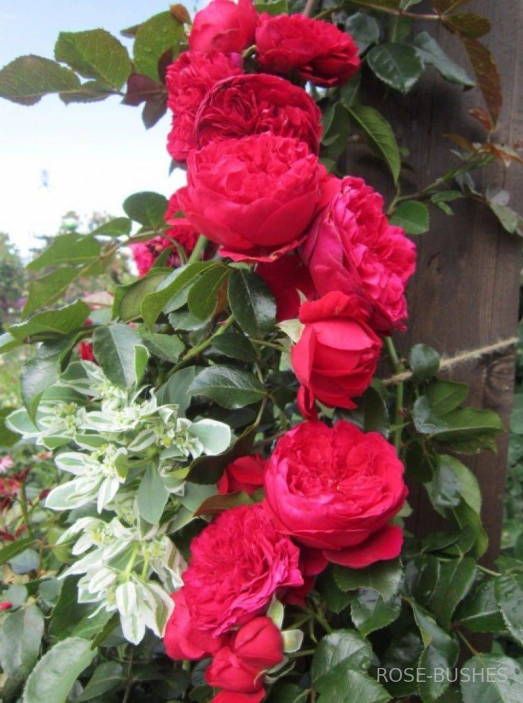 ����������. Florentina. (����.������.)