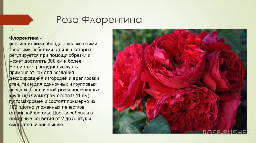 ����������. Florentina. (����.������.)