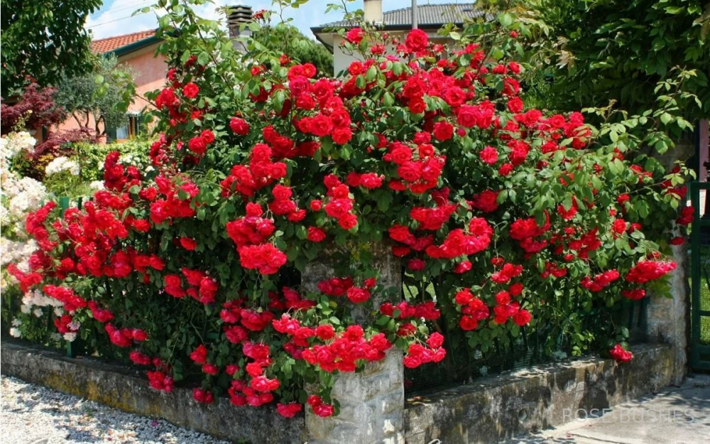 ������� ������ �����. Scarlet Meillandecor. (��,����)