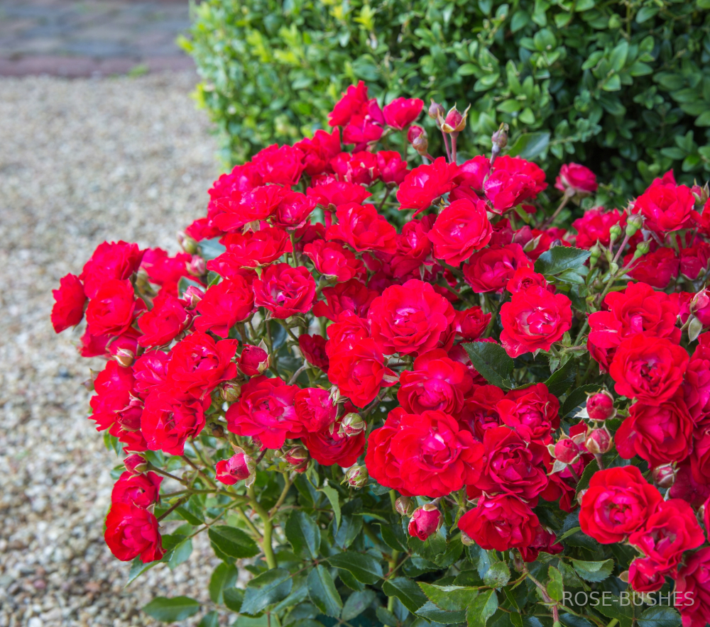 ������� ������ �����. Scarlet Meillandecor. (��,����)