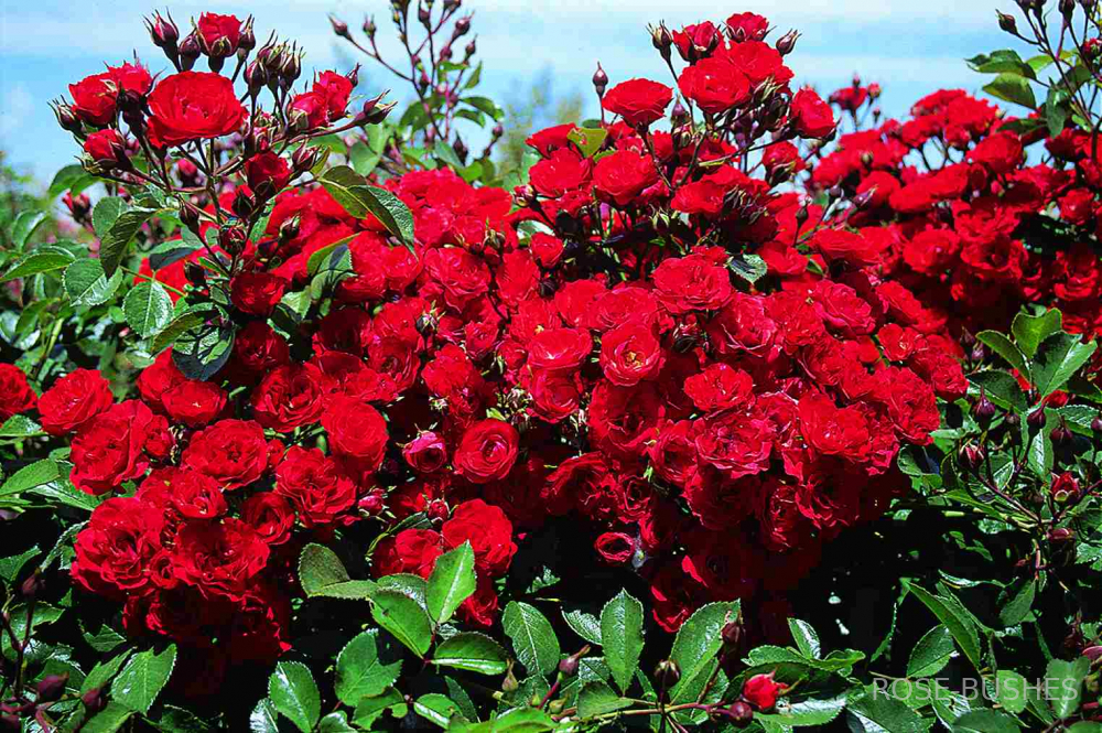 ������� ������ �����. Scarlet Meillandecor. (��,����)