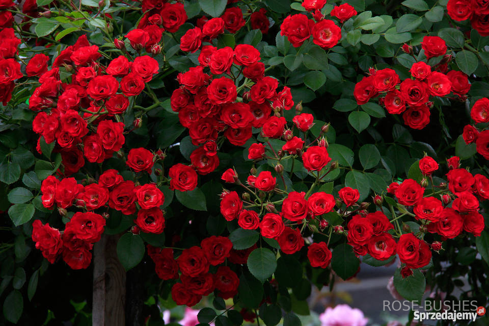 ������� ������ �����. Scarlet Meillandecor. (��,����)