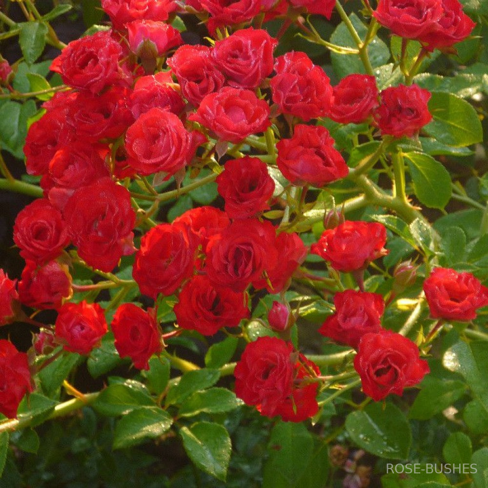 ������� ������ �����. Scarlet Meillandecor. (��,����)