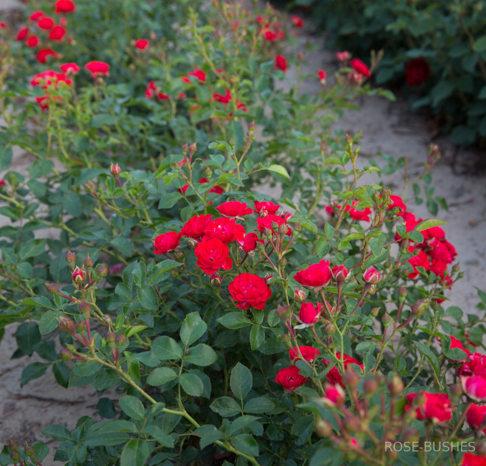 ������� ������ �����. Scarlet Meillandecor. (��,����)