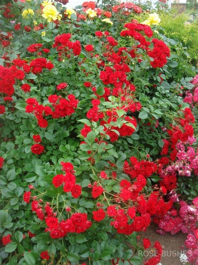 ������� ������ �����. Scarlet Meillandecor. (��,����)