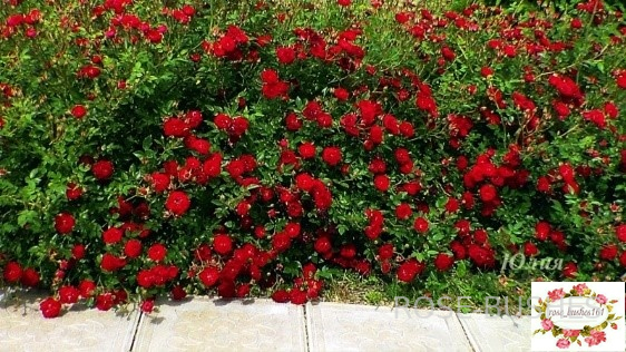 ��� �����. Red Fairy. (��. �������.)