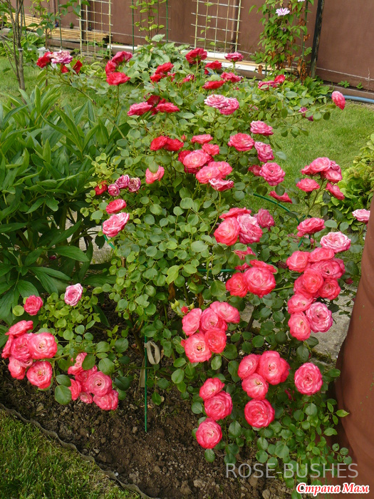 ��� �� �����. Patte de Velours (������. ����)