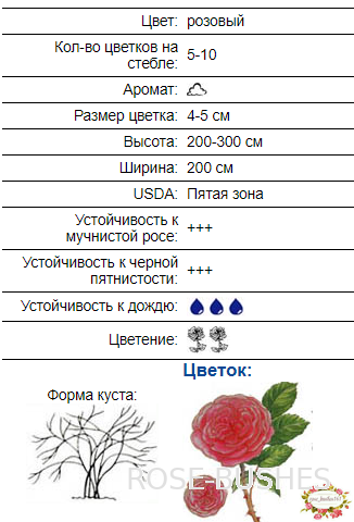 ��� �� �����. Patte de Velours (������. ����)