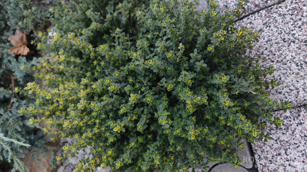 0623 ������ �������� (Thymus serpyllum) ������