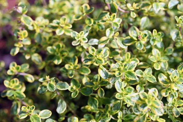 0623 ������ �������� (Thymus serpyllum) ������
